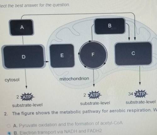 The figure shows the metabolic pathway for aerobic respiration. What part of the process does box E