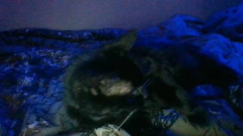 Here is my cat she's blue bc of my l.e.d lights