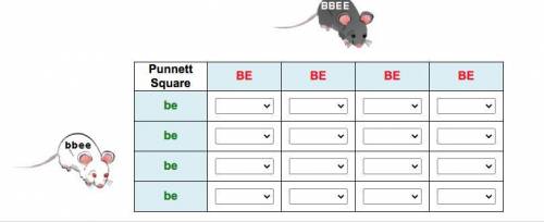 PLEASE HELP LOL

The Punnett square is for a test cross of two mice that were purebred for two dif