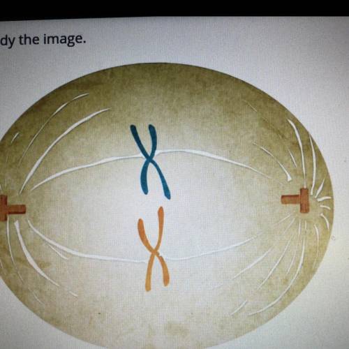 Which cell division phase is shown in the image?

O telophase
O anaphase
O metaphase
O prophase
pl