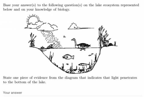 State one piece of evidence that indicates that light penetrates to the bottom of the lake?