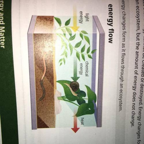 How does energy flow in this terrarium in terms of photosynthesis and cellular respiration