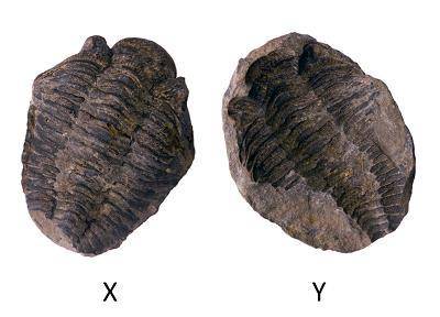 The diagram shows two different types of fossils from the same kind of ancient organism.

Which la