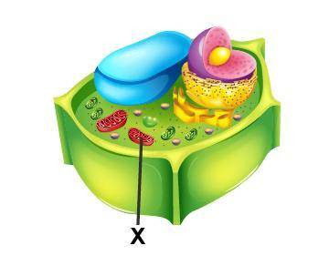 Examine the diagram of a cell.
Which organelle is marked with an X?