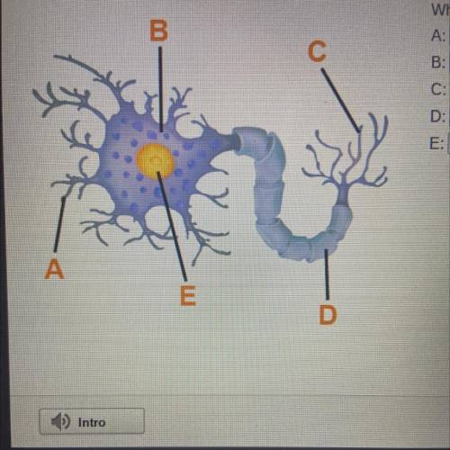Please help this is identifying the parts of a neuron