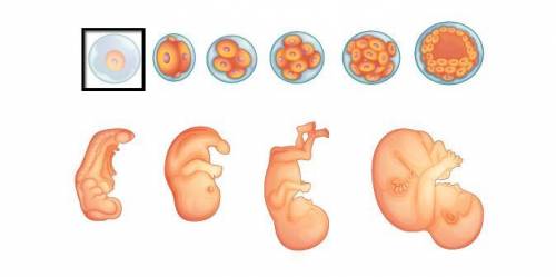 Select the correct image.

The images show the stages of human development. At which stage does ce