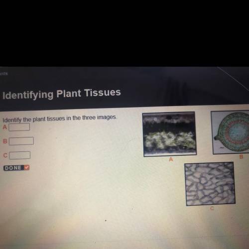 Identify the plant tissues in the three images.
А
B
C