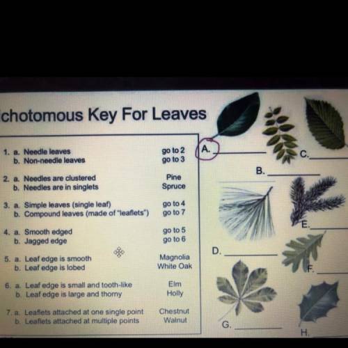Dichotomous key for leaves