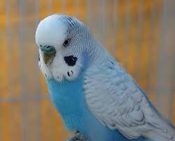 What should I name my blue budgie???