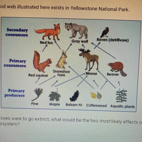 The food web illustrated here exists in Yellowstone National Park.

Secondary
consumers
Red fox
Gr