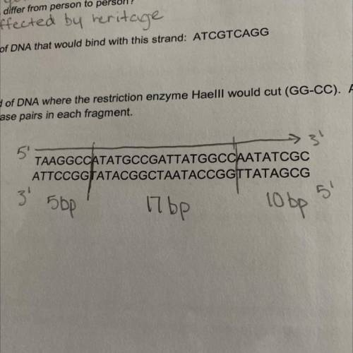 8. Mark on this strand of DNA where the restriction enzyme Haelll would cut (GG-CC). Are these blun