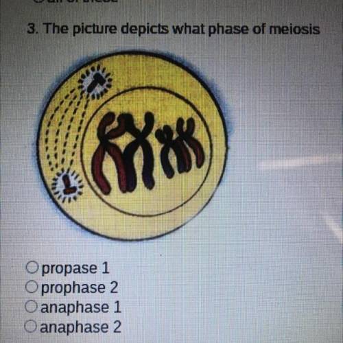 3. The picture depicts what phase of meiosis

propase 1
O prophase 2
O anaphase 1
O anaphase 2