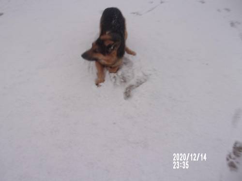 My dog rolling in the snow he is very happy