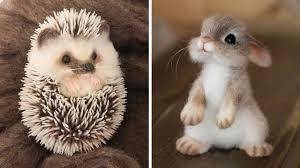 WHICH IS CUTER??????