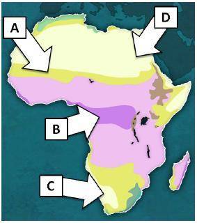 What type of climate/ecosystem is found in Region D on the map below?

A. desertB. grasslandC. rai