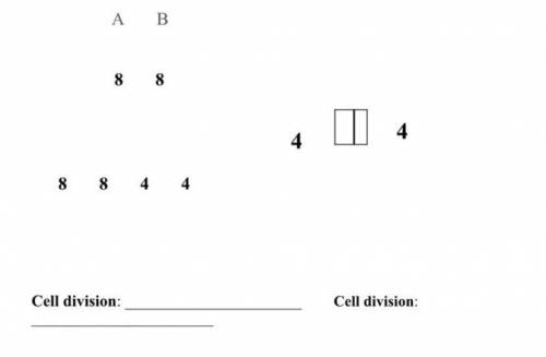 Below are two cell division diagram. the number represents the number of chromosomes inside the cel