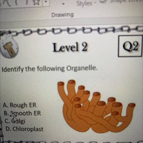 Identify the following Organelle.
A. Rough ER
B. Smooth ER
C. Golgi
D. Chloroplast