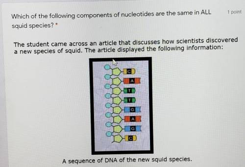 Which of the following components of nucleotides are the same in ALL squid species?