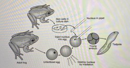 4. The diagram below shows the procedures scientists use to clone a frog from the nucleus

of anot