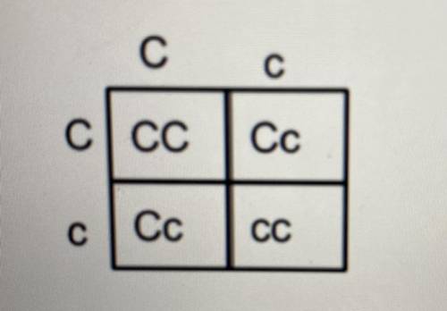 For a particular trait, the allele C is dominant over the allele c. The Punnett square below shows