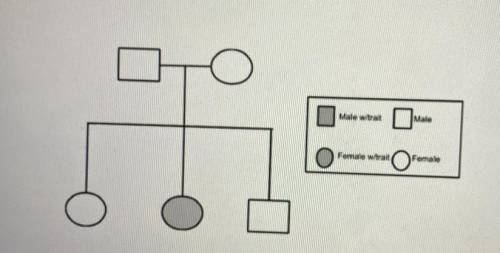 The pedigree below shows two generations of individuals within a family. The pedigree shows

that