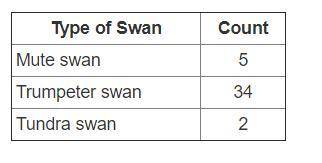 Maggie keeps track of dailey bird sightings. The table shows the number and types of swans that whe