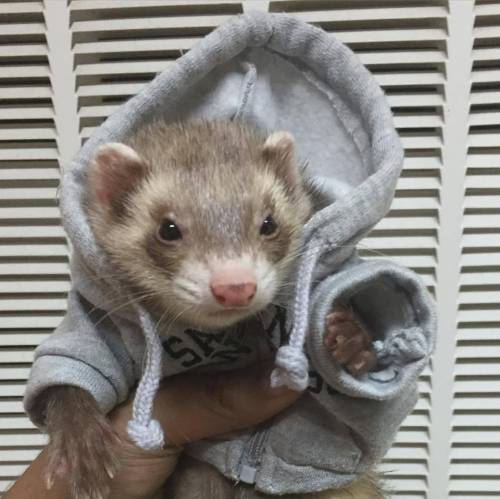 This is victor the ferret