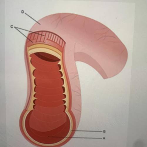 Based on the diagram above, in which layer of the intestines do nutrients enter the circulatory and