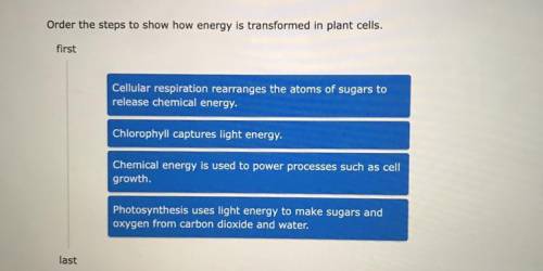 Order the steps to show how energy is transformed in plant cells.

first
Cellular respiration rear