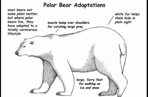 How polar bears have adapted to the arctic conditions