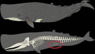Sperm whales are found in oceans around the world and are known to have the largest brain of any or