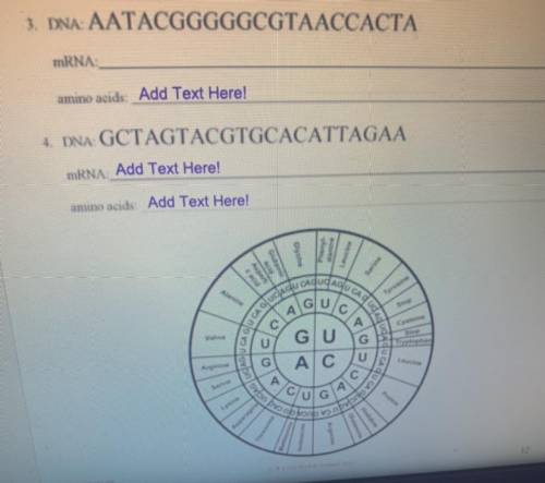 Transcribe and translate the following DNA molecules
