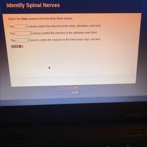 Spinal Nerves
Select the best answers from the drop-menus