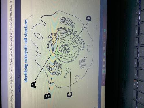 What structure represents the nucleus of the cell?
