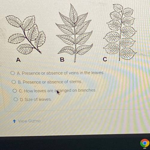 Suppose you were making a dichotomous key to identify the three types of leaves shown below Which o