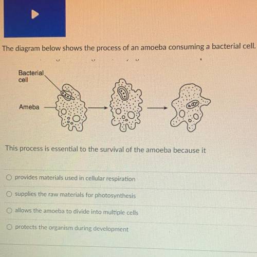 The diagram below shows the process of an amoeba consuming a bacterial cell.

This process is esse