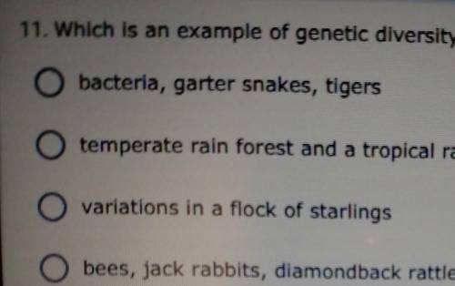 Which is an example of genetic diversity?

1. bacteria, garter snakes, tigers2. temperate rain for