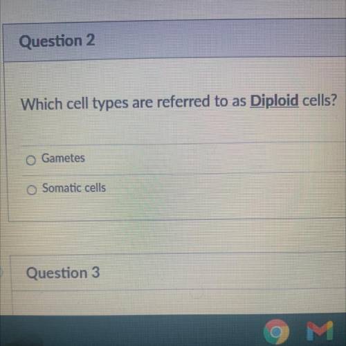 Which cell types are referred to as Diploid cells?
A:Gametes
B:Somatic cells