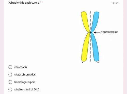 What is this a picture of

chromatin
sister chromatids
homologous pair
single strand of DNA