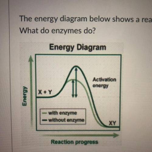 The energy diagram below shows a reaction with and without an enzyme.

What do enzymes do?
Energy