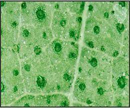 Identifying Structures in Photosynthesis

Which image shows stomata? 
____________________________