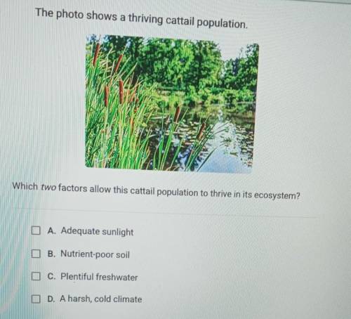 The photo shows a thriving cattail population. Which two factors allow this cattail population to t