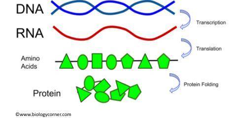 Plz help me

Construct an explanation based on evidence for how the structure of DNA determines th