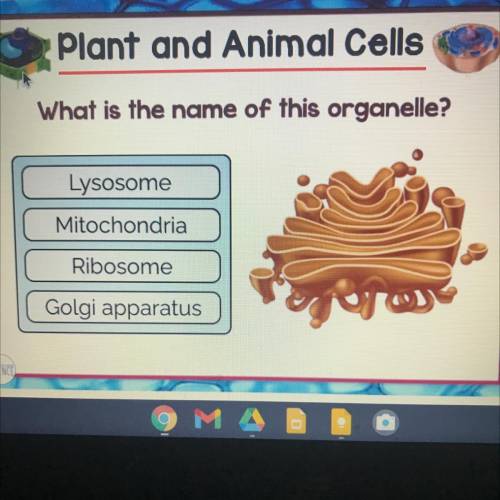 Plant and Animal Cells
What is the name of this organelle?