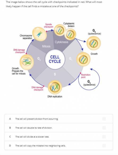 The image below shows the cell cycle with checkpoints indicated in red. What will most likely happe