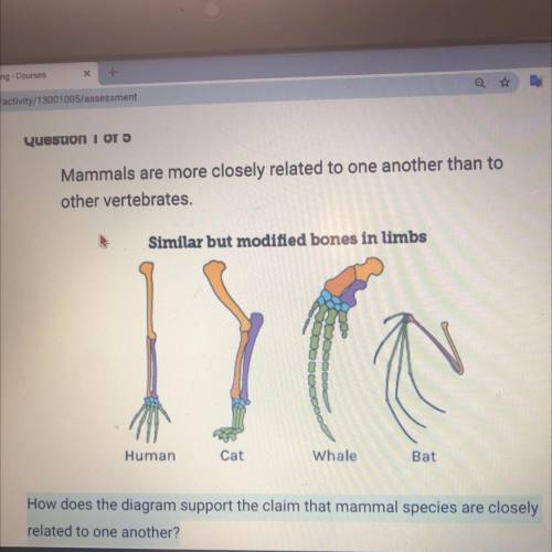 How does the diagram support the claim that mammal species are closely

related to one another?
A.