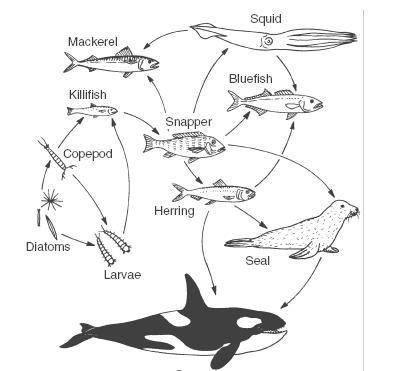 Look at the above marine food web. If the seal were eliminated which organism would not be directly