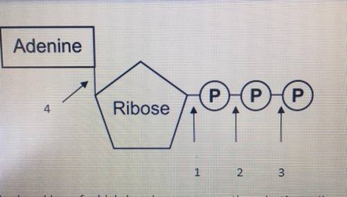 HELP!!

The breaking of which bond powers reaction in the cell
Position 1
Position 4
Position 2
Po