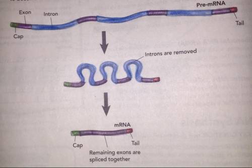 How does the diagram show the difference between pre-mRNA and completed mRNA?