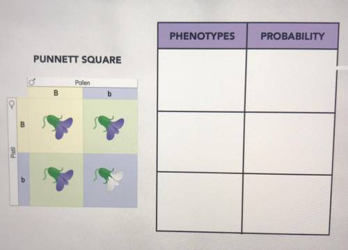 Observer each image of the punnet square and list the two phenotypes and the probability of each ph